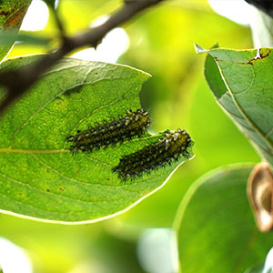 樹木の病気・害虫予防対策 | サービス案内 | 千葉の樹木医・造園屋株式